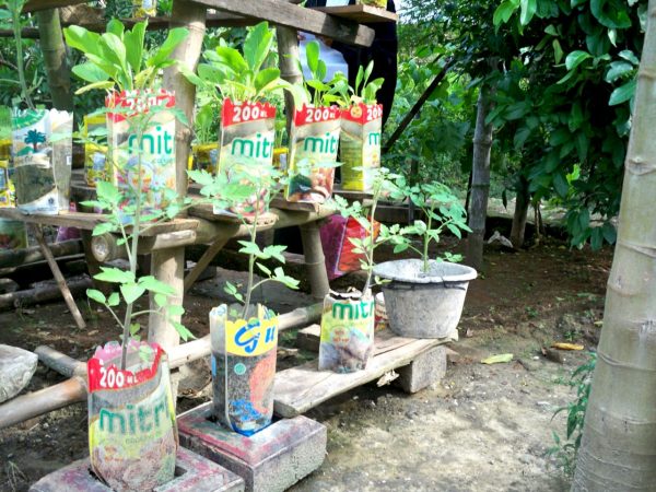 Memanfaatkan Pekarangan Rumah Sebagai Tempat Budidaya Tanaman Sayur Dan